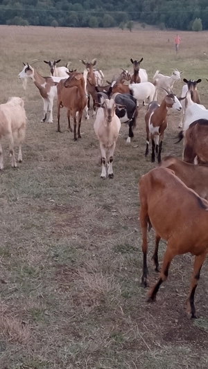 Capre de vinzare  - imagine 2