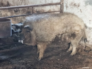 vier mangalita - imagine 5