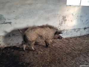 vier mangalita - imagine 2