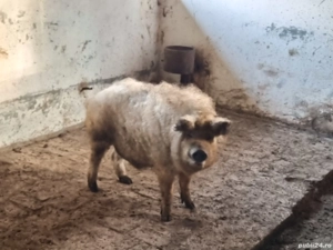 vier mangalita - imagine 3