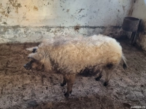 vier mangalita - imagine 4