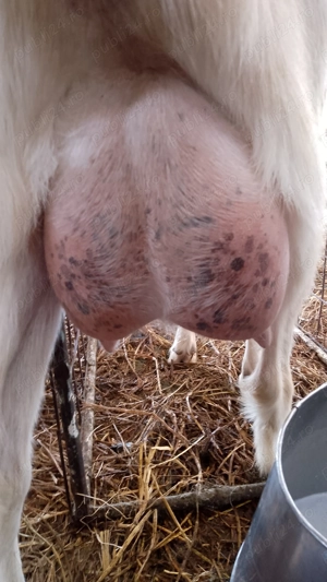 Capre de vinzare  - imagine 4