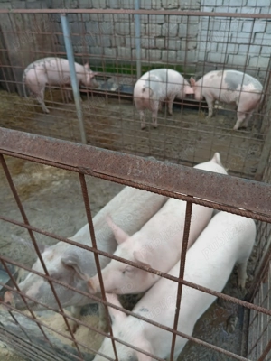 Vând șoldani de 50 70kg