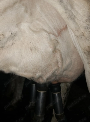 vand vaca foarte  buna de lapte