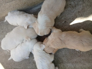 Vând câinii bichon fete si băieții  - imagine 3