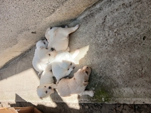 Vând câinii bichon fete si băieții  - imagine 2