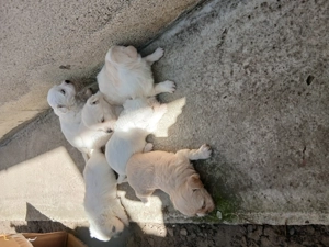 Vând câinii bichon fete si băieții