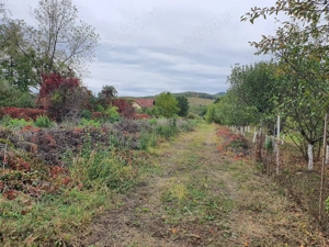 Teren intravilan, Goranu-Lespezi - imagine 2