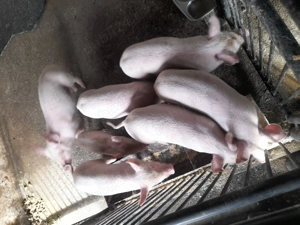 Purcei rasa marele alb 450 lei neg. 