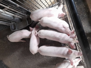 Purcei rasa marele alb 450 lei neg.  - imagine 2