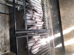 Purcei rasa marele alb 450 lei neg.  - imagine 4