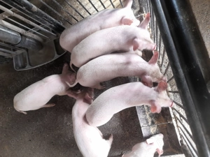 Purcei rasa marele alb 450 lei neg.  - imagine 3