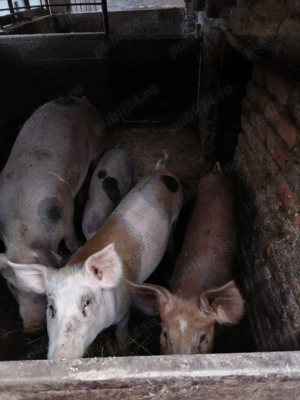 Vând 1 grăsun, 100 kg, rasa Duroc și Marele Alb