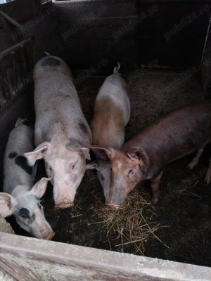 Vând 1 grăsun, 100 kg, rasa Duroc și Marele Alb - imagine 4