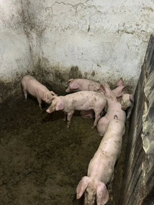 Purcei landrace 3 luni  - imagine 2