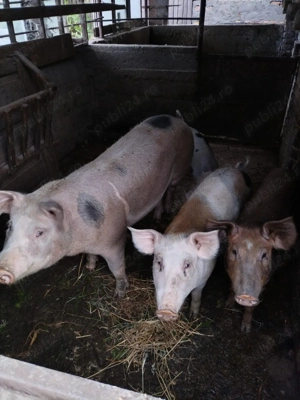 Vând 1 grăsun, 100 kg, rasa Duroc și Marele Alb - imagine 3