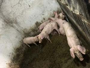 Purcei landrace 3 luni  - imagine 3