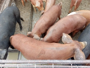 Vând purcei mâncăcioși - imagine 2