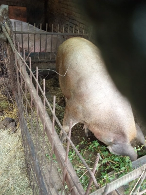 Vând porc de tăiat duroc