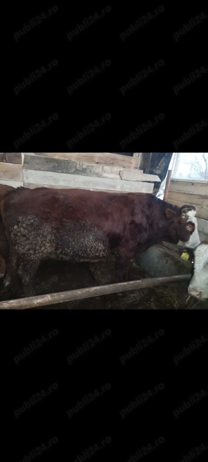 Vând viței pentru sacrificat!