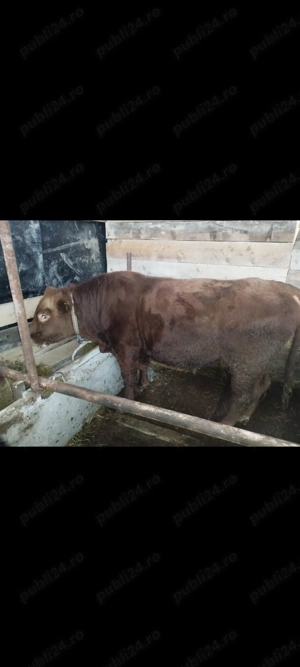 Vând viței pentru sacrificat! - imagine 3 Vând viței pentru sacrificat! - imagine 3