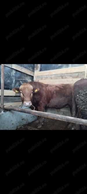 Vând viței pentru sacrificat! - imagine 4 Vând viței pentru sacrificat! - imagine 4