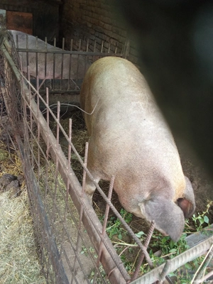 Vând porc de tăiat duroc - imagine 2 Vând porc de tăiat duroc - imagine 2