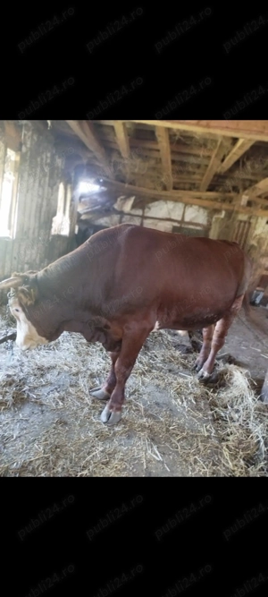 Vând viței pentru sacrificat! - imagine 2 Vând viței pentru sacrificat! - imagine 2