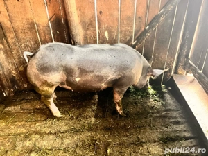 Vand purcica pietrean