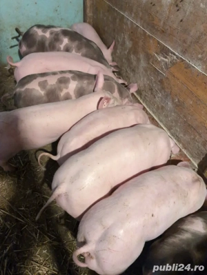 Purcei de carne - imagine 3