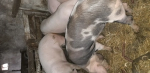 Grasuni de tăiere  - imagine 2