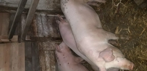 Grasuni de tăiere  - imagine 3