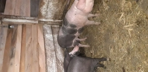 Grasuni de tăiere  - imagine 5