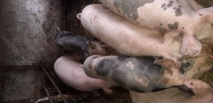 Grasuni de tăiere  - imagine 4