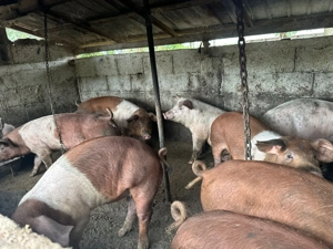 Graasuni F1XDuroc  - imagine 2 Graasuni F1XDuroc  - imagine 2