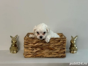 Bichoni Maltez 6 saptamani  - imagine 2 Bichoni Maltez 6 saptamani  - imagine 2