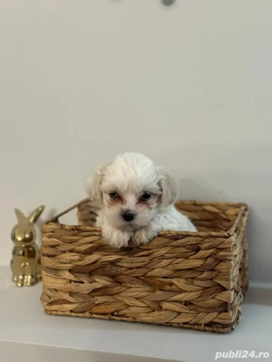 Bichoni Maltez 6 saptamani  - imagine 5 Bichoni Maltez 6 saptamani  - imagine 5