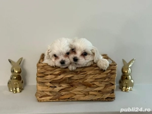 Bichoni Maltez 6 saptamani