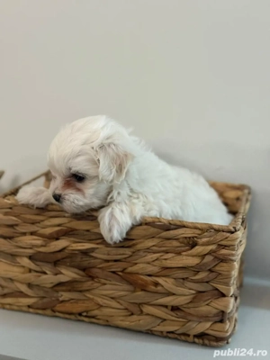 Bichoni Maltez 6 saptamani  - imagine 4 Bichoni Maltez 6 saptamani  - imagine 4