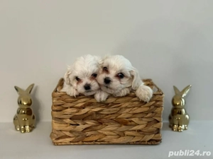 Bichoni Maltez 6 saptamani  - imagine 3 Bichoni Maltez 6 saptamani  - imagine 3