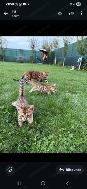 Pui de pisica Bengal brown spotted tabby