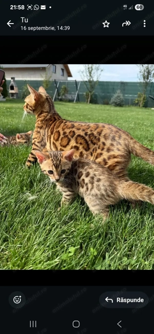 Pui de pisica Bengal brown spotted tabby - imagine 3