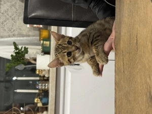 Pui de pisica Bengal brown spotted tabby - imagine 4