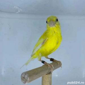 Canari rasa spaniola 2025 - imagine 3 Canari rasa spaniola 2025 - imagine 3