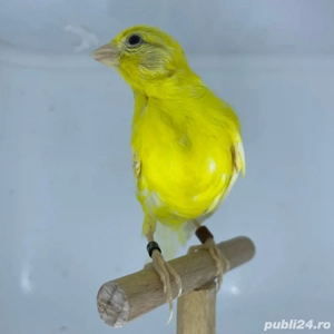 Canari rasa spaniola 2025 - imagine 2 Canari rasa spaniola 2025 - imagine 2