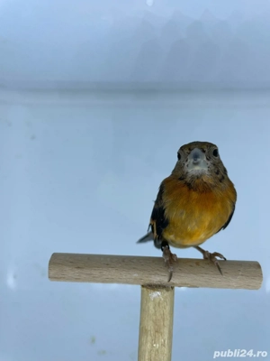 Canari rasa spaniola 2025 - imagine 4 Canari rasa spaniola 2025 - imagine 4