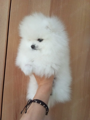 Vând Pomeranian alb