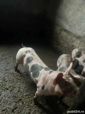 porci si purcei pietrain