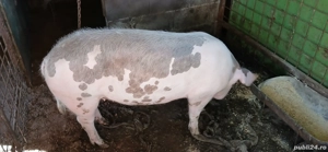 de vanzare  - imagine 2