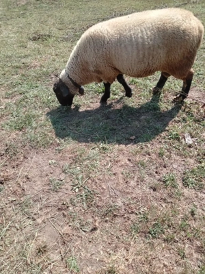 Berbec de vânzare  - imagine 2